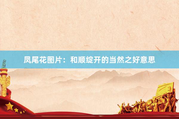 凤尾花图片：和顺绽开的当然之好意思